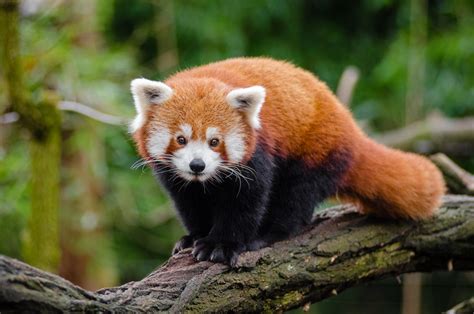 Red Panda Mathias Appel Flickr