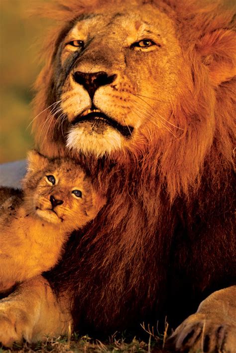 Lion And Baby Lions Poster Sold At Ukposters