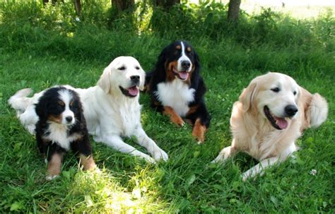 Glenbern Golden Retrievers