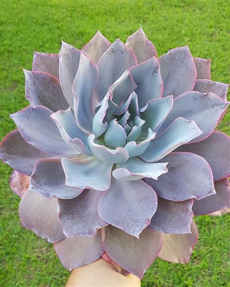 Echeveria Afterglow Growing Succulents Cacti And Succulents Planting