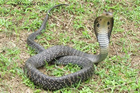 Backyard Herping How To Differentiate Between Rat Snake Vs Indian Cobra