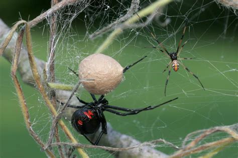 Facts on venom, toxicity, identification, symptoms, and more. Baby Black Widow Spider Facts and Pictures | HowChimp