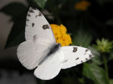 Checkered White Pontia Protodice Butterfly Images Butterfly