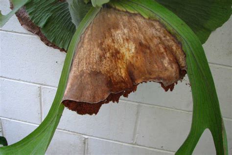 *staghorn ferns (platycerium bifurcatum) are epiphytes which grow in tree tops in australia, madagascar, phillipines, africa, southeast asia and america. Staghorn Fern: How To Grow And Care For Platyceriums ...