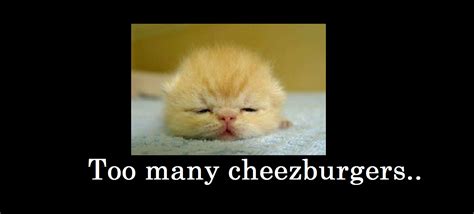 Watch gifs with funny cats and laugh with us! The Artful Blogger: funny cat pictures