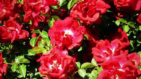 Top 12 Red Rose Bush Varieties Song Of Roses
