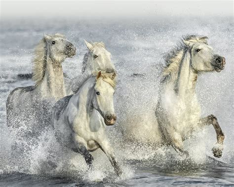 Galloping Horses Atemberaubende Fototapete Photowall