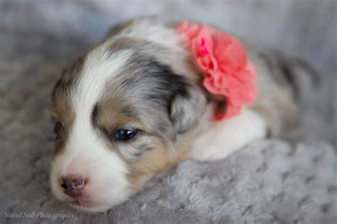 Newborn Australian Shepherd Puppy Pictures Puppy Photography