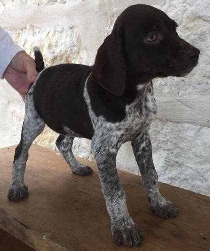 Find pointer puppies and breeders in your area and helpful pointer information. Purebred German Shorthaired Pointer puppies for Sale in ...