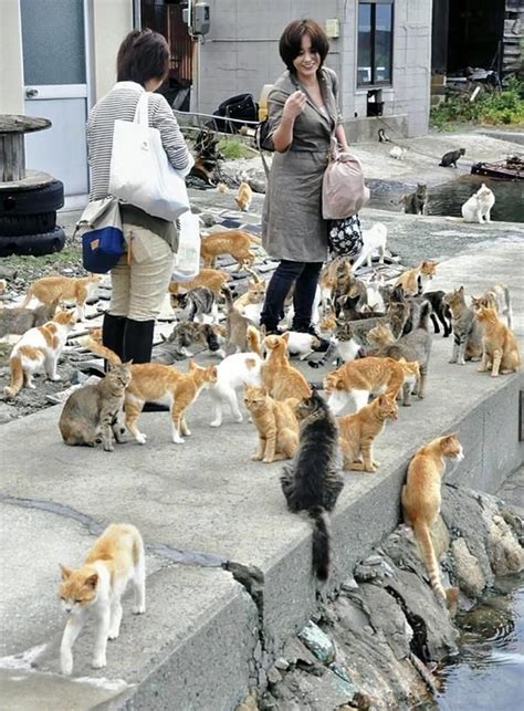 Visitors Interact With Cats On Aoshima Island In Japan In October L Cats Beautiful Cats