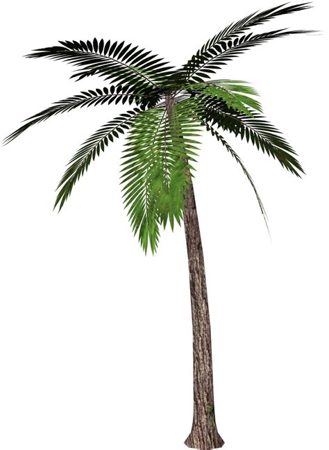 Palm tree PNG png image
