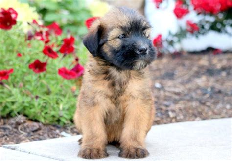 If you want your dog looking classy and elegant, you can groom it daily. Cuddles | Soft Coated Wheaten Terrier Puppy For Sale | Keystone Puppies