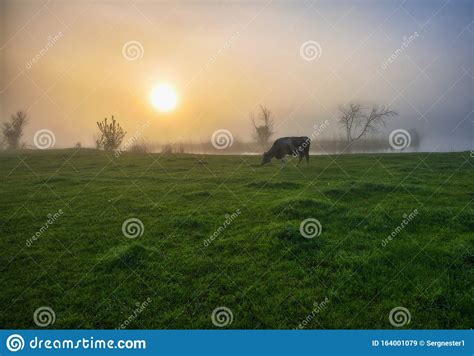 Spring Morning Picturesque Foggy River Stock Image Image Of Rays
