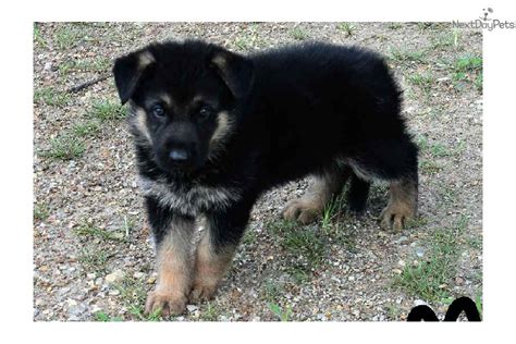 German Shepherd Puppies Springfield Missouri German Shepherd Puppies