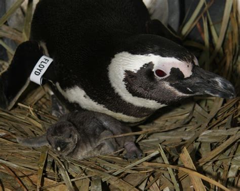 Popular Chicks Baby Penguins Hatch Aquarium Of The Pacific Turns On