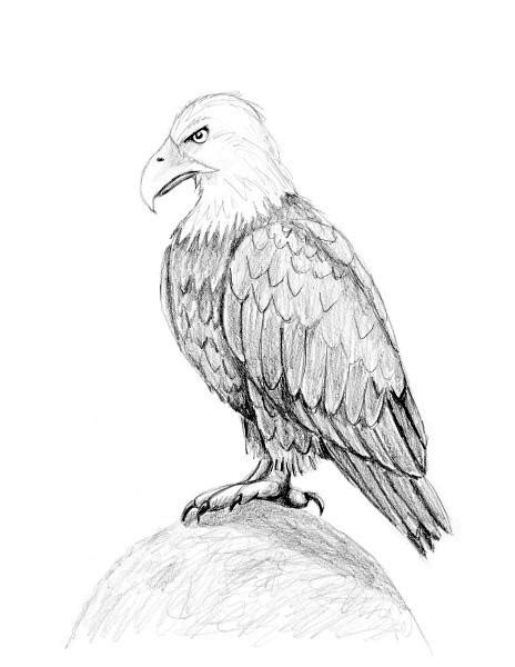 Support the channel (a.k.a the tip jar) how to draw a eagle for kids easy and step by step. How to Draw a Bald Eagle Slideshow