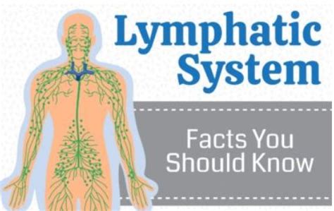 Lymphatic System Facts You Should Know