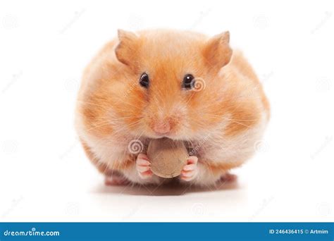 Cute Funny Syrian Hamster Eating Nuts Isolated On White Background