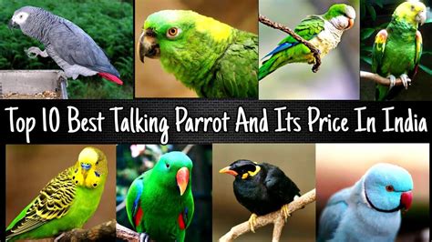 Bitcoin is the most widely used cryptocurrency to date. Top 10 Most Popular Talking Pet Birds || Talking Parrot ...