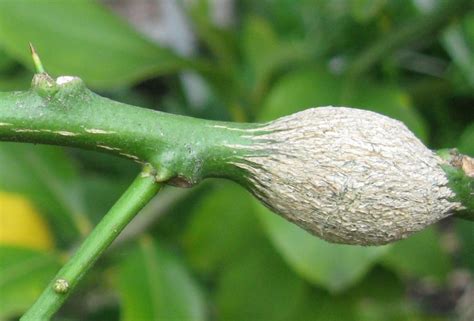 Why your lemon tree has fungus gnats. Bug Watch: Citrus leaf miner