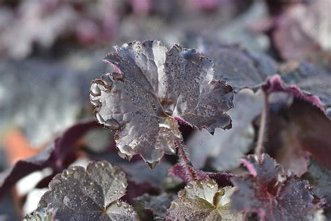 Palace Purple Coral Bells Small Flowered Alumroot Palace Purple Coral Bells Wet Photo Background