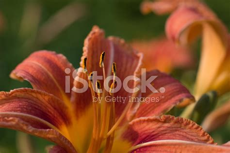 Flame Lily Stock Photo Royalty Free Freeimages