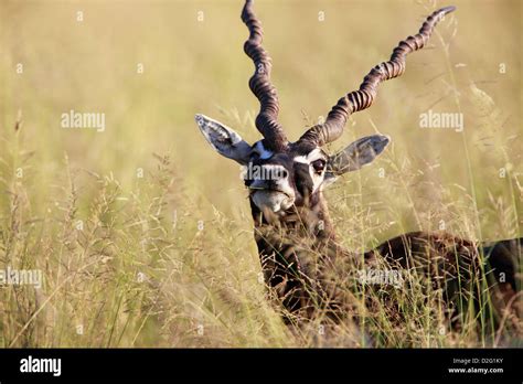 Young Male Indian Blackbuck Hi Res Stock Photography And Images Alamy