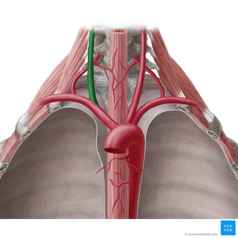 Common Carotid Artery Anatomy Kenhub