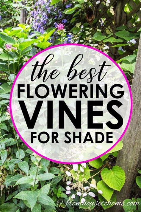 Maybe you would like to learn more about one of these? Flowering Vines For Shade (9 of the Best Perennial Shade ...