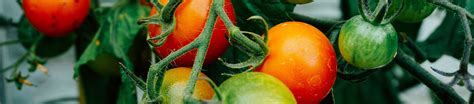 The Ultimate Guide To Growing Tomatoes The Neff Kitchen