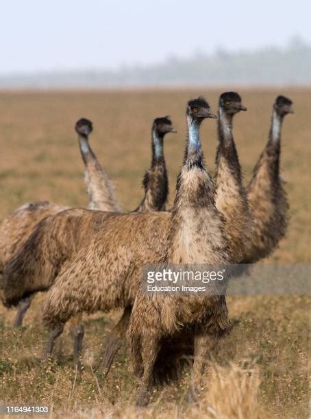 Emu Field Photos And Premium High Res Pictures Getty Images