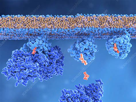 Activation of ras protein, illustration - Stock Image - F021/9626 ...