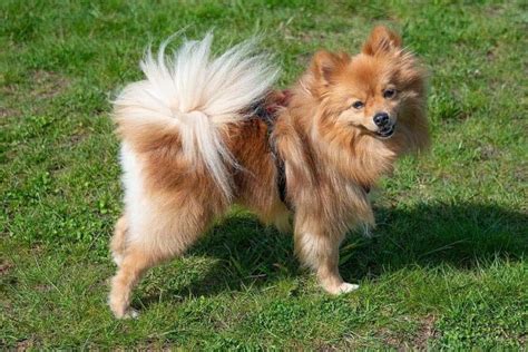 11 Dog Breeds With Curly Tails With Pictures Hepper