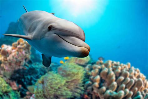 65 Playful Dolphin Facts To Entertain You