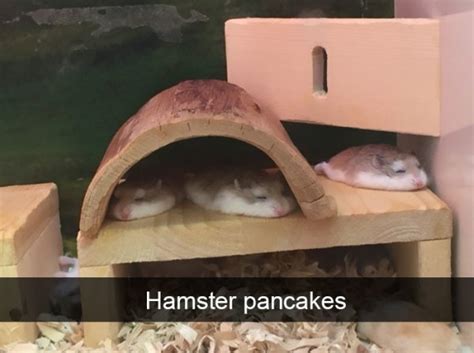 The 30 Funniest Animal Snapchats Of All Time Blazepress