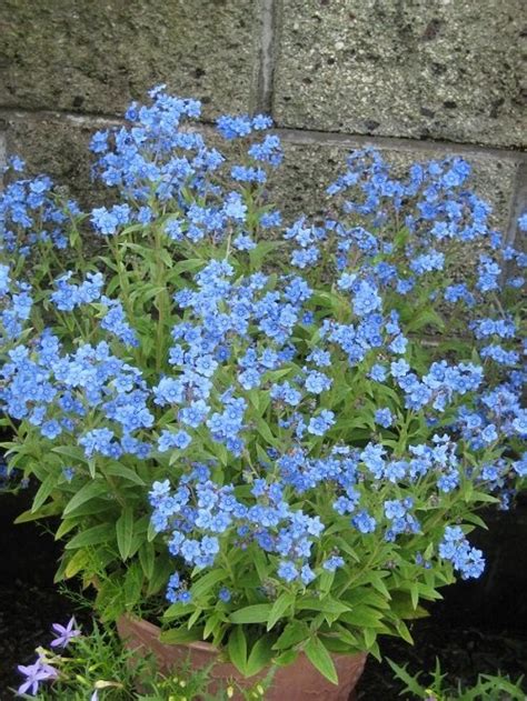31 Best Baby Blue Flowers Small Blue Flowers