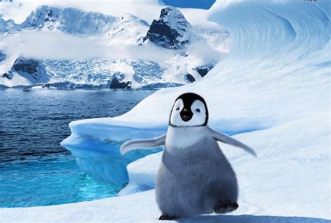 21 Penguin Wallpapers Backgrounds Images Freecreatives