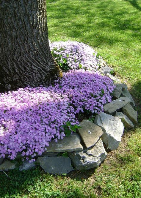 303 Best Images About Rock Gardens And Ground Covers On Pinterest