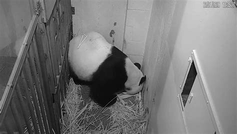 National Zoo Welcomes Giant Panda Cub
