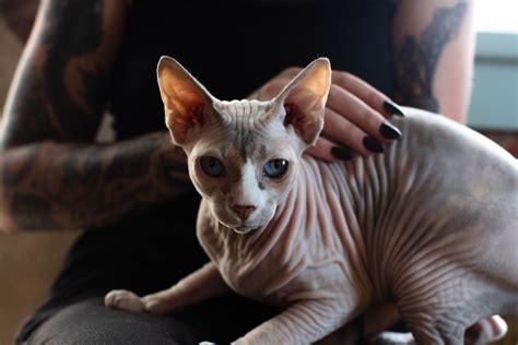 7 Hairless Cat Breeds Cats Without Fur Pethelpful