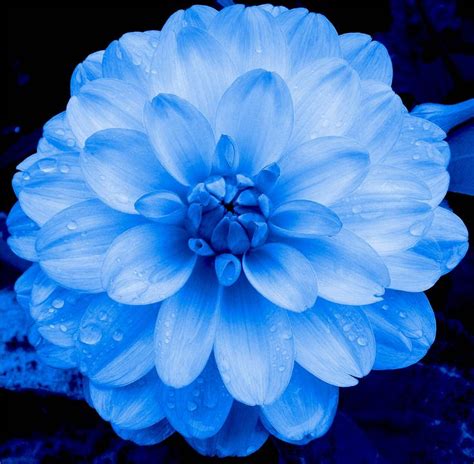 Dahlia In Blue Dahlia Flowers Blue