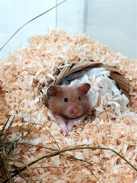 Hack If You Want A Nesting Material For Your Hamster You Can Just Rip
