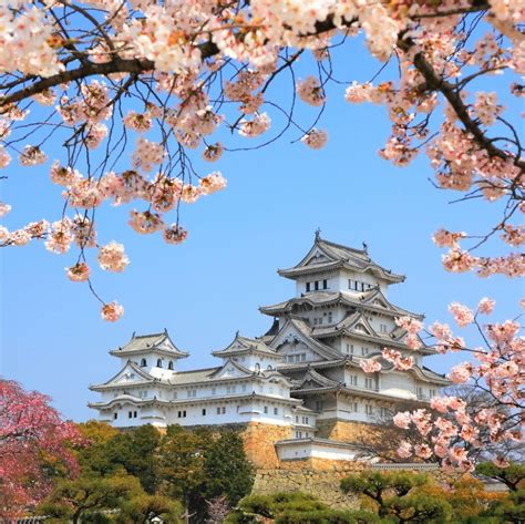 Japón Con Los Cerezos En Flor Guía Para Celebrar El Hanami