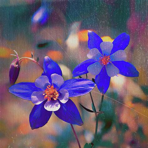 Colorado State Flower Digital Art By Olena Art Fine Art America