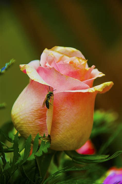 Honey Bee And A Rose Photograph By Dave Sandt Pixels