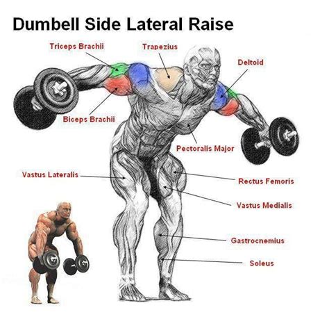 Use the dumbbell lateral raise to strengthen and build your anterior and lateral deltoids, which will perform the dumbbell lateral raise one arm at a time to get more stabilizer muscles in your core. Pin på Fitness