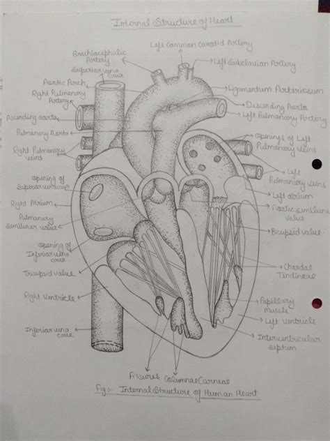 Internal Structure Of Heart Heart Diagram Human Heart Diagram