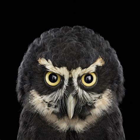 Owl Portraits Captured In The Most Stunning Detail Artfido