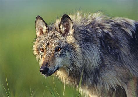 Gray Wolf Native To North America Photograph By Tim Fitzharris