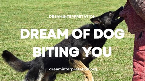 Dream Of Dog Biting You Interpretation And Spiritual Meaning